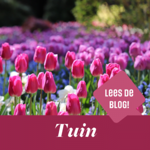 Paarse tulpen in de tuin