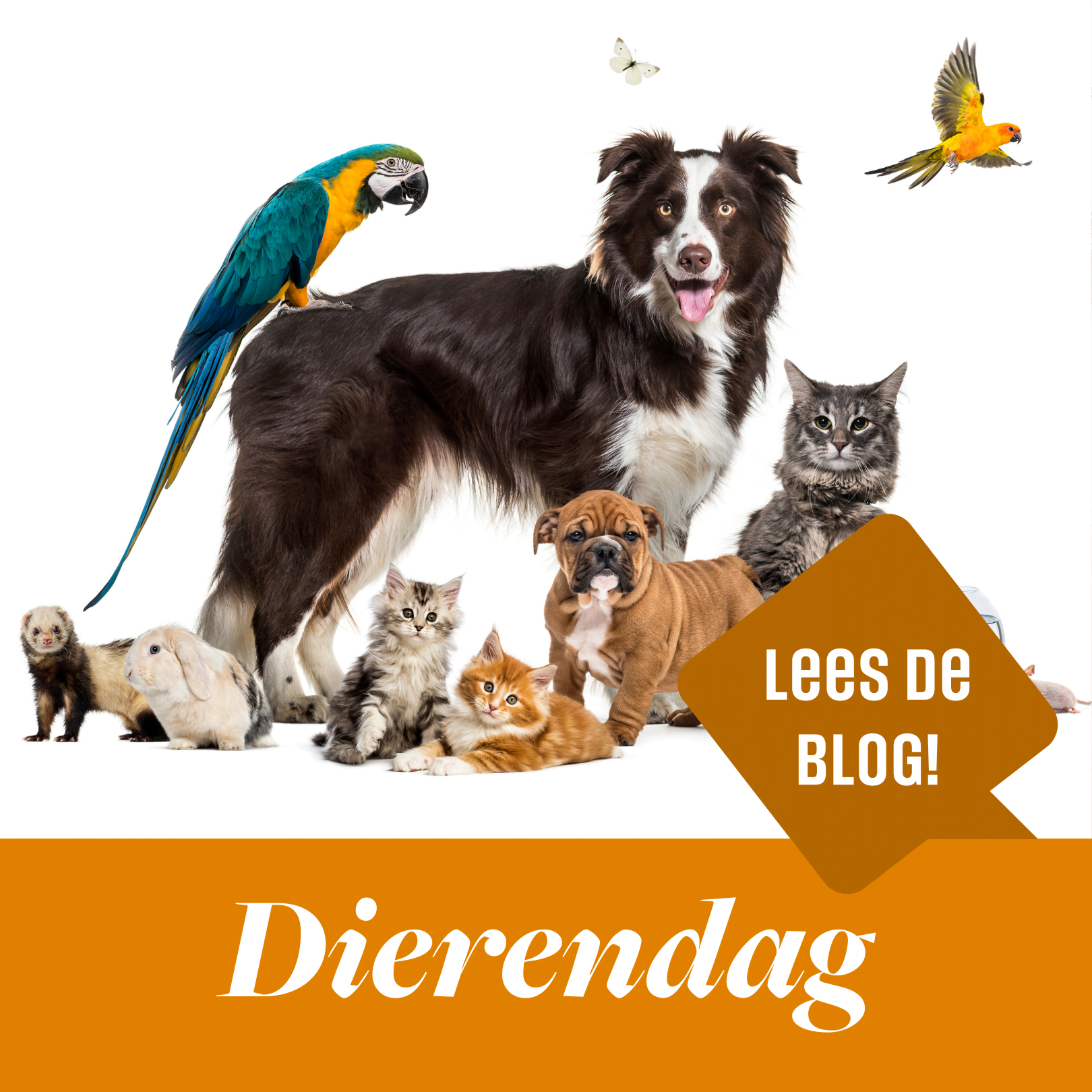 Dierendag