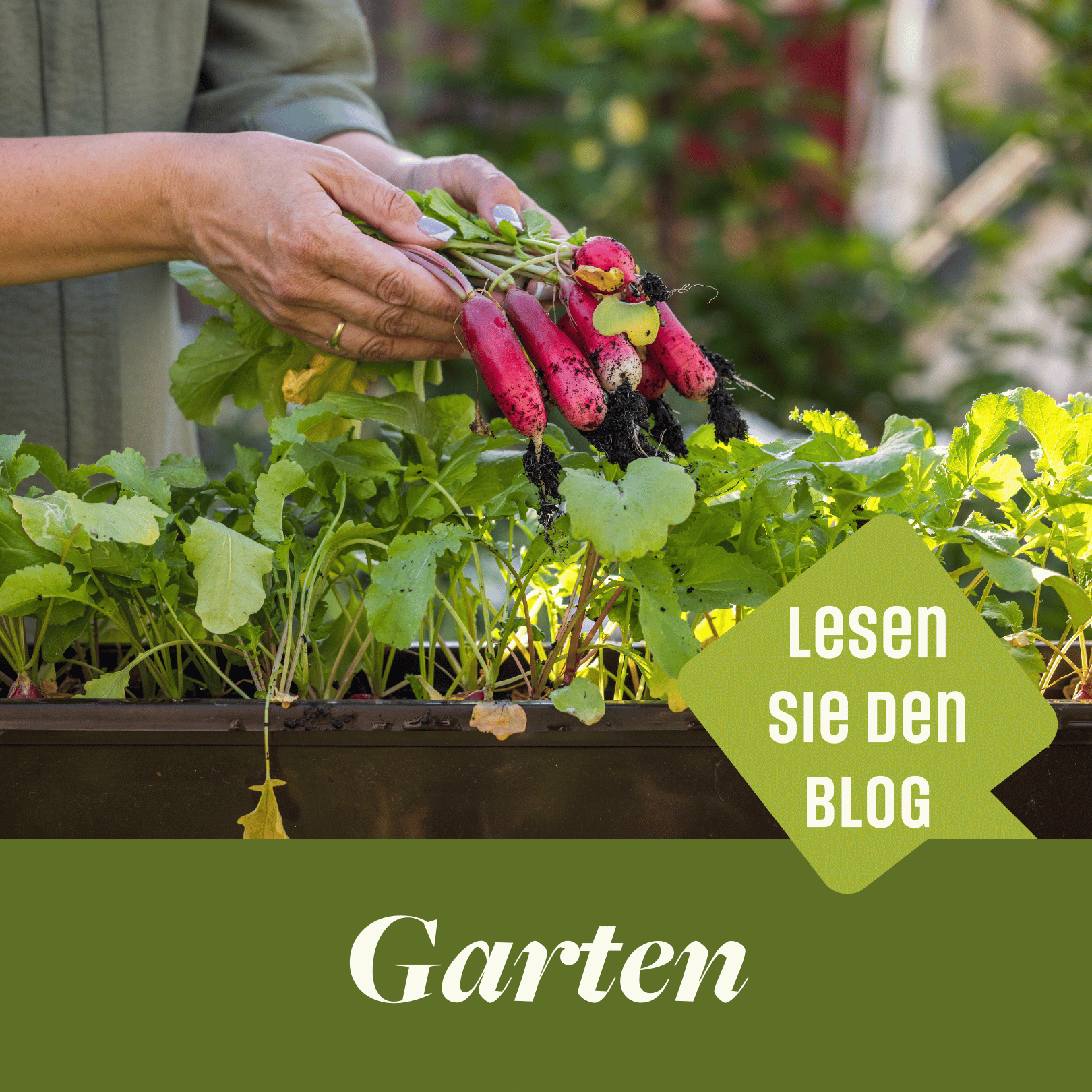 Frische Radieschen aus dem eigenen Garten ernten – ein Beispiel für den Trend zum modernen Gemüsegarten im Jahr 2026.